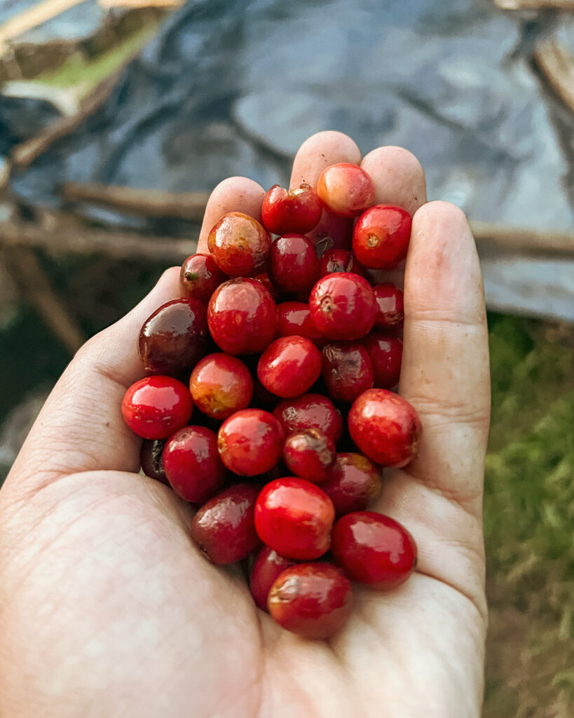 Rwanda Baho Gatsibo – 300 Saat Anaerobik Natural Fermente