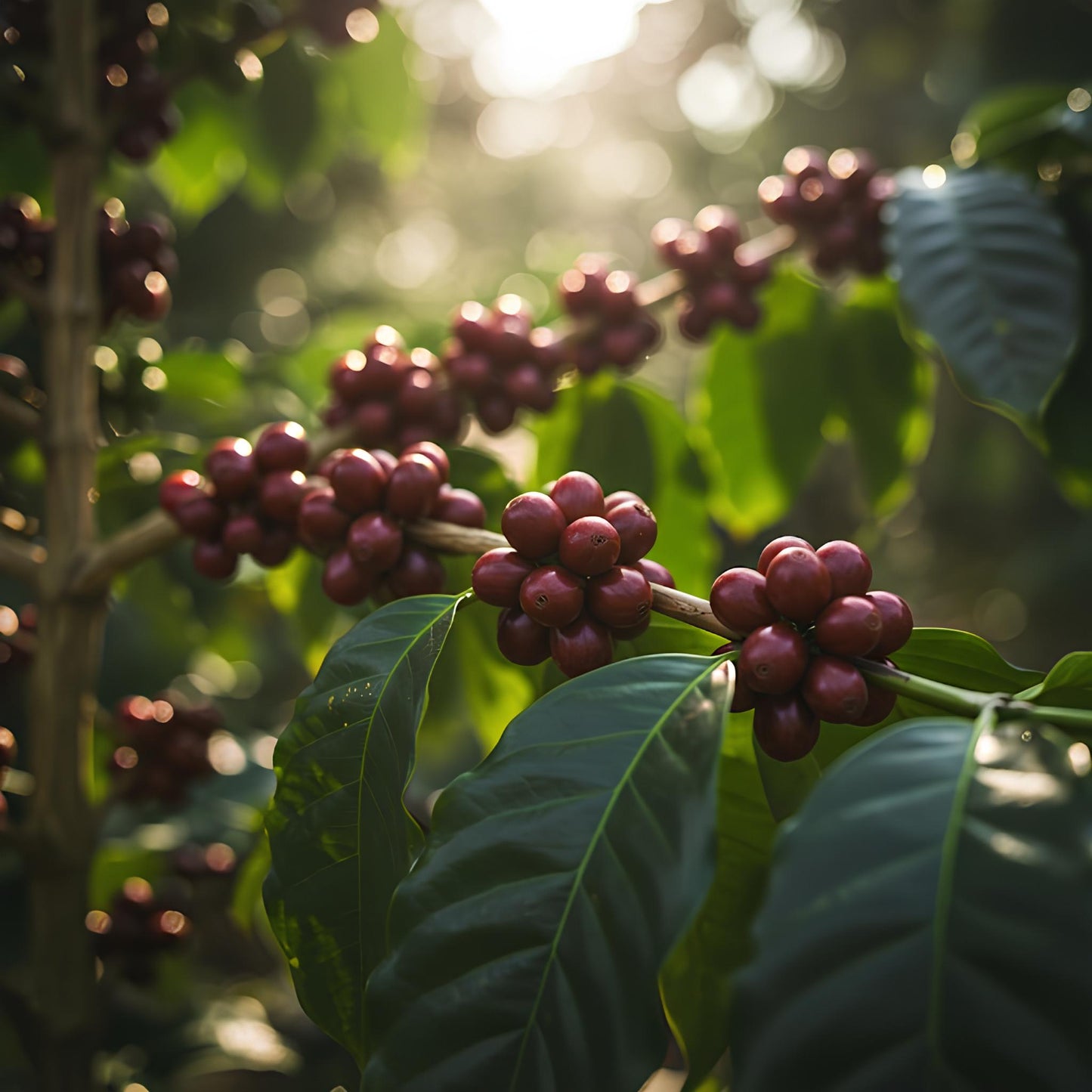 Brazil Mogiana – Espresso için Single Origin Arabica